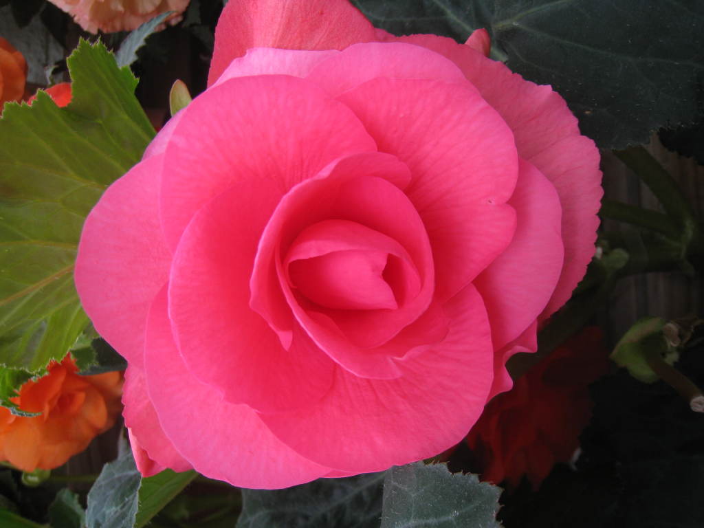 B. ‘Rose Marie’